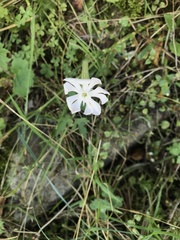 Silene undulata
