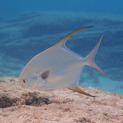 Trachinotus blochii
