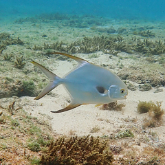Trachinotus blochii