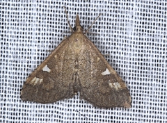 Udea hyalistis