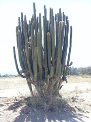 Stenocereus treleasei