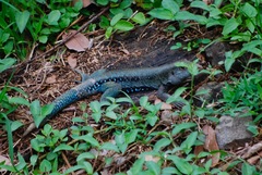 Pholidoscelis fuscatus
