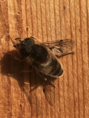 Eristalis pertinax