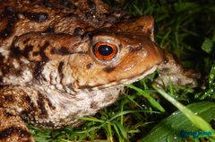 Bufo eichwaldi