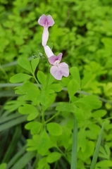 Corydalis decumbens