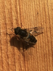 Eristalis pertinax