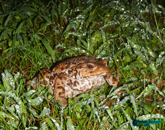 Bufo eichwaldi