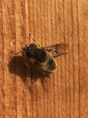 Eristalis pertinax
