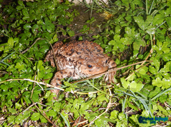 Bufo eichwaldi