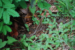 Pholidoscelis fuscatus