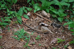 Pholidoscelis fuscatus