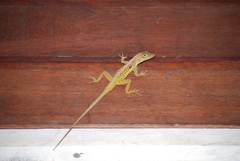 Anolis oculatus cabritensis