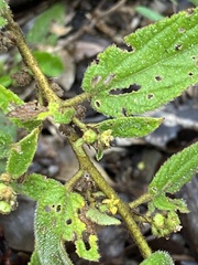 Sida hackettiana
