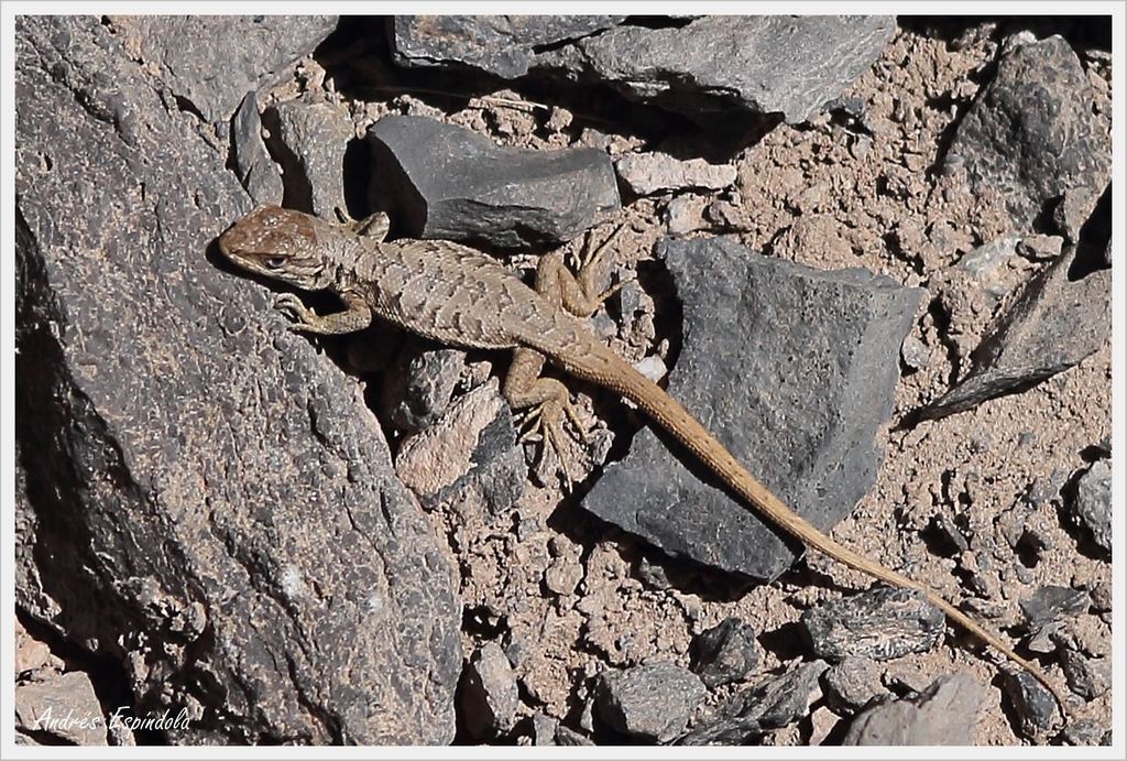 Fitzgerald's Tree Iguana
