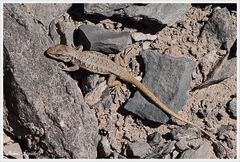Liolaemus fitzgeraldi