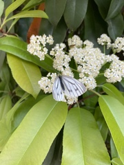 Pieris latouchei