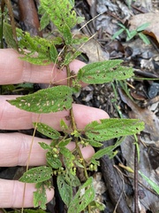 Sida hackettiana