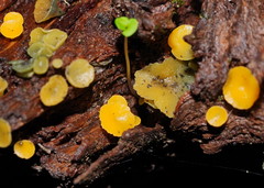 Pezizellaceae