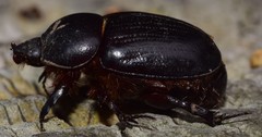 Cheiroplatys bifossus