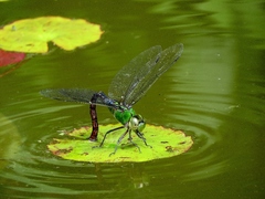 Anax guttatus