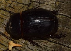 Cheiroplatys bifossus