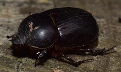Cheiroplatys bifossus