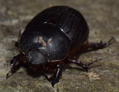 Cheiroplatys bifossus