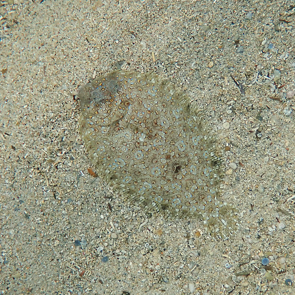 Leopard flounder