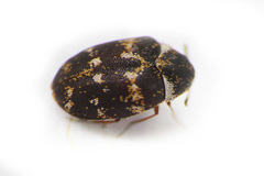 Anthrenus museorum