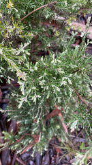 Ericeae