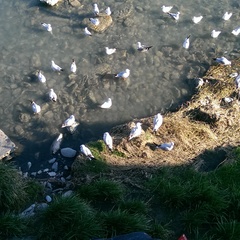 Chroicocephalus ridibundus