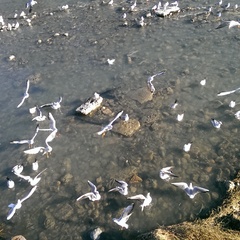 Chroicocephalus ridibundus