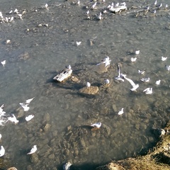 Chroicocephalus ridibundus