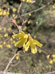 Forsythia ovata