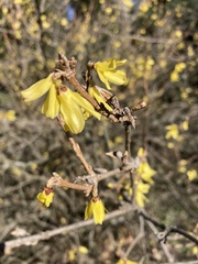 Forsythia ovata