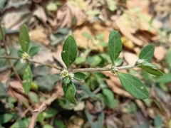 Alternanthera ficoidea