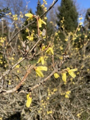 Forsythia ovata
