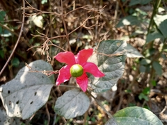 Clerodendrum infortunatum