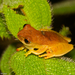 Two-spotted Tree Frog - Photo (c) Arnold Wijker, some rights reserved (CC BY-NC), uploaded by Arnold Wijker