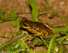 Dendropsophus microps