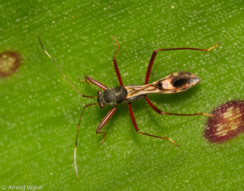 Colobathristidae