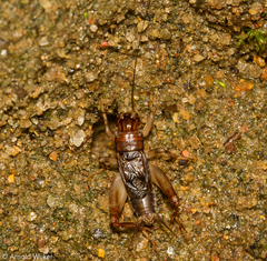 Anurogryllus