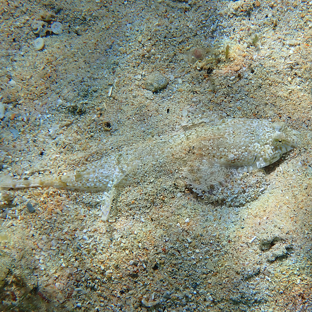 Goram Dragonet