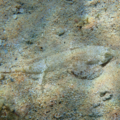 Diplogrammus goramensis