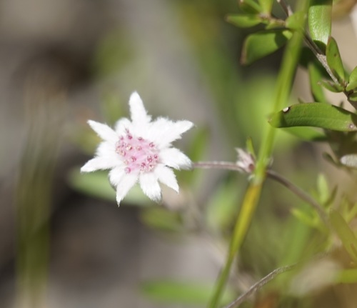 Image of Pink Flannel Flower (Actinotus forsythii) by (c) Tim, some rights reserved (CC BY)