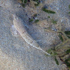 Diplogrammus goramensis