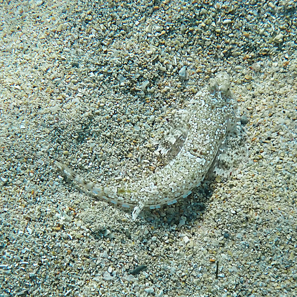 Goram Dragonet