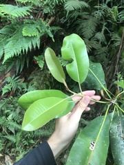 Planchonella sandwicensis
