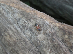 Phymatodes vulneratus
