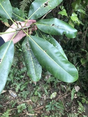 Planchonella sandwicensis